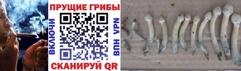 Псилоцибиновые грибы мицелий Лянтор